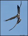 _8SB8197 bald eagle chasing osprey